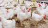 cara-beternak-ayam-potong-broiler-1160x675